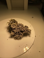 Stereocaulon sterile