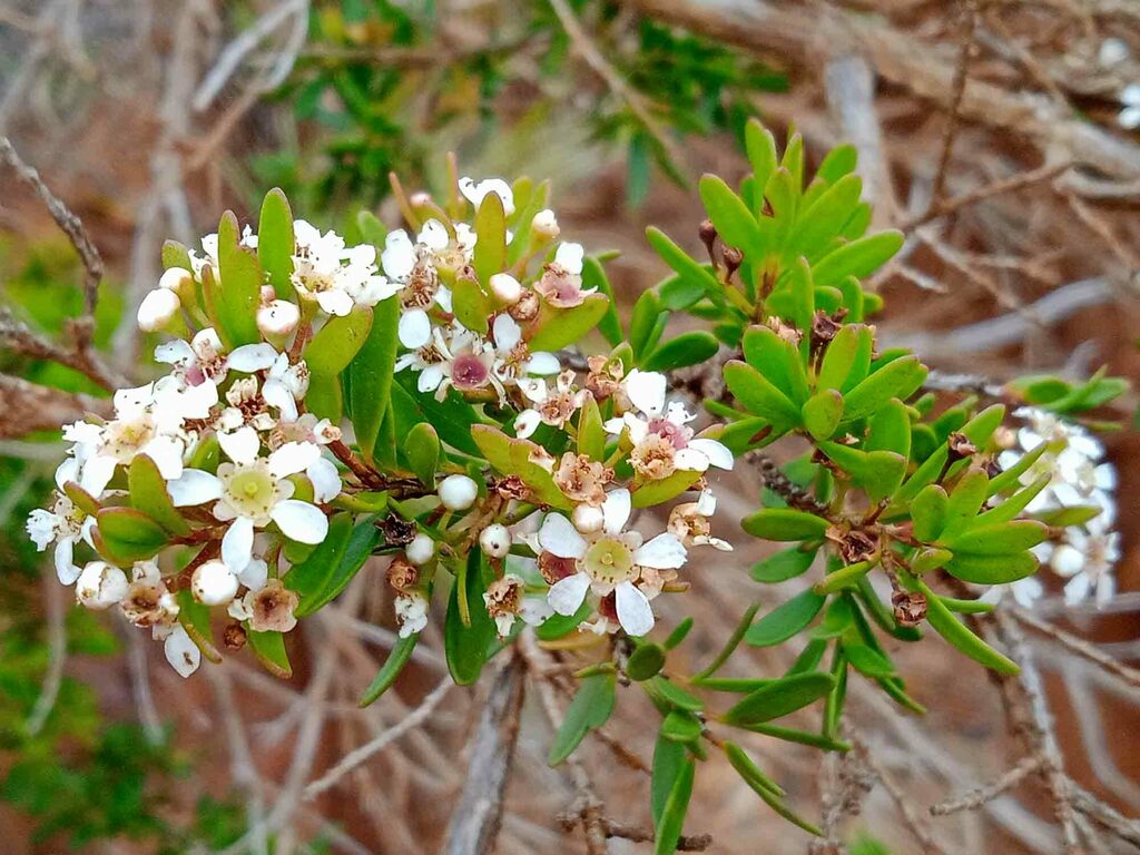Sannantha procera