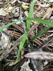 Parsonsia heterophylla