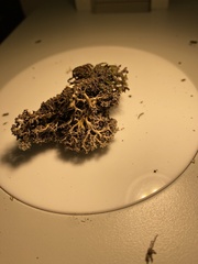 Stereocaulon sterile