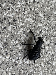 Aegorhinus superciliosus