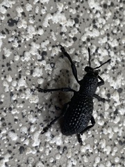 Aegorhinus superciliosus