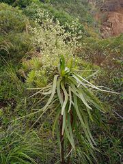 Lomandra insularis