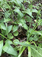 Clematis occidentalis grosseserrata