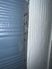 Crematogaster laeviuscula