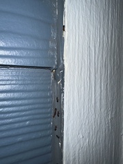 Crematogaster laeviuscula