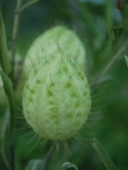 Gomphocarpus fruticosus