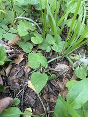 Clematis occidentalis grosseserrata