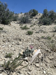 Astragalus chamaeleuce