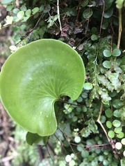 Hymenophyllum nephrophyllum