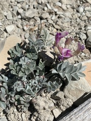 Astragalus chamaeleuce