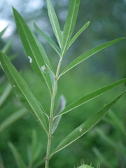 Gomphocarpus fruticosus