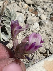 Astragalus chamaeleuce