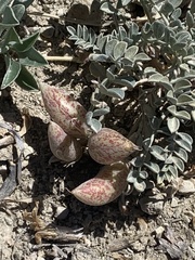 Astragalus chamaeleuce