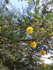 Vachellia