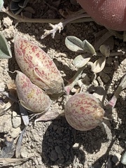 Astragalus chamaeleuce