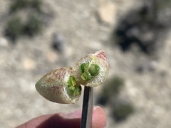 Astragalus chamaeleuce