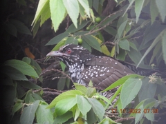 Eudynamys scolopaceus