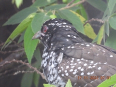 Eudynamys scolopaceus