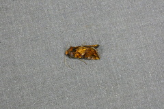 Argyrogramma verruca