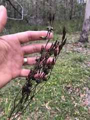 Haemodorum austroqueenslandicum