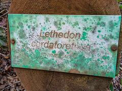 Lethedon cordatoretusa