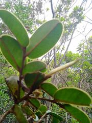 Lethedon cordatoretusa