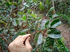 Lethedon cordatoretusa