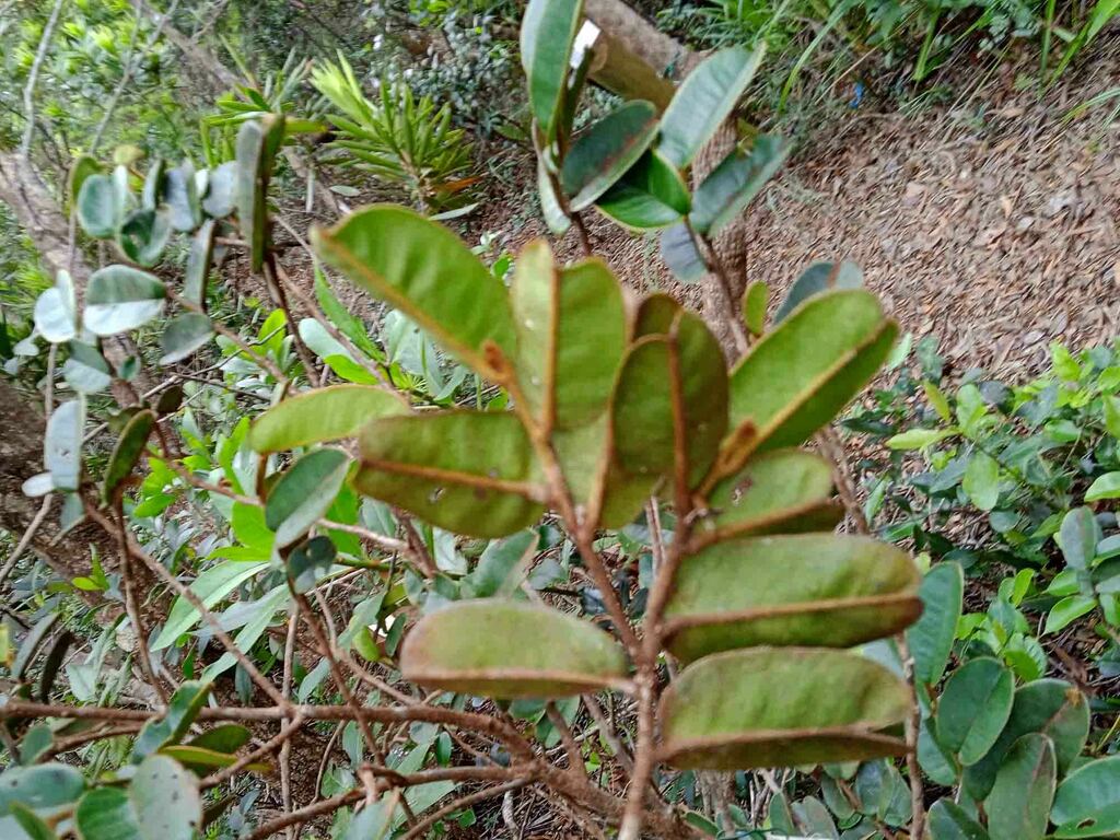 (Lethedon cordatoretusa) - Botanical Realm
