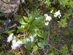 Valeriana saxatilis