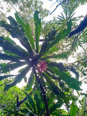 Virotia angustifolia