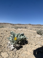 Enceliopsis nudicaulis