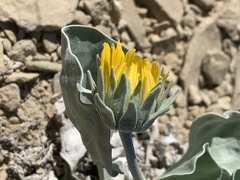 Enceliopsis nudicaulis
