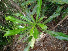 Virotia angustifolia