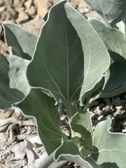 Enceliopsis nudicaulis