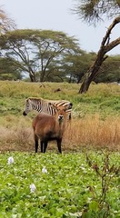 Kobus ellipsiprymnus defassa