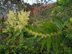 Flagellaria neocaledonica