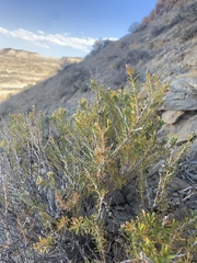 Tetradymia glabrata