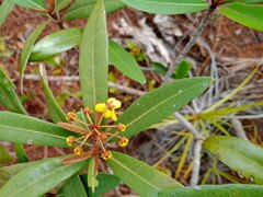 Acridocarpus austrocaledonicus