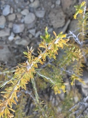 Tetradymia glabrata