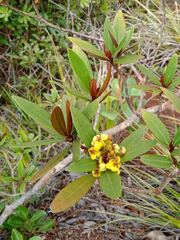 Acridocarpus austrocaledonicus