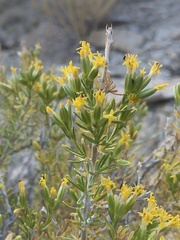 Tetradymia glabrata