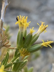 Tetradymia glabrata