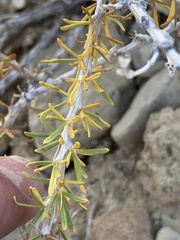 Tetradymia glabrata