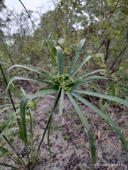 Cyperus alternifolius
