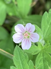 Geranium thunbergii