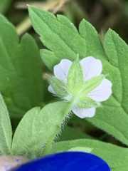 Geranium thunbergii