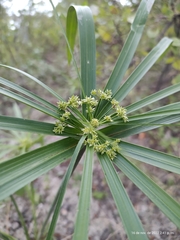Cyperus alternifolius