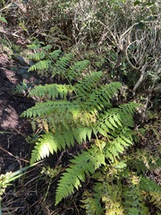 Microlepia speluncae