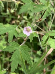 Geranium thunbergii